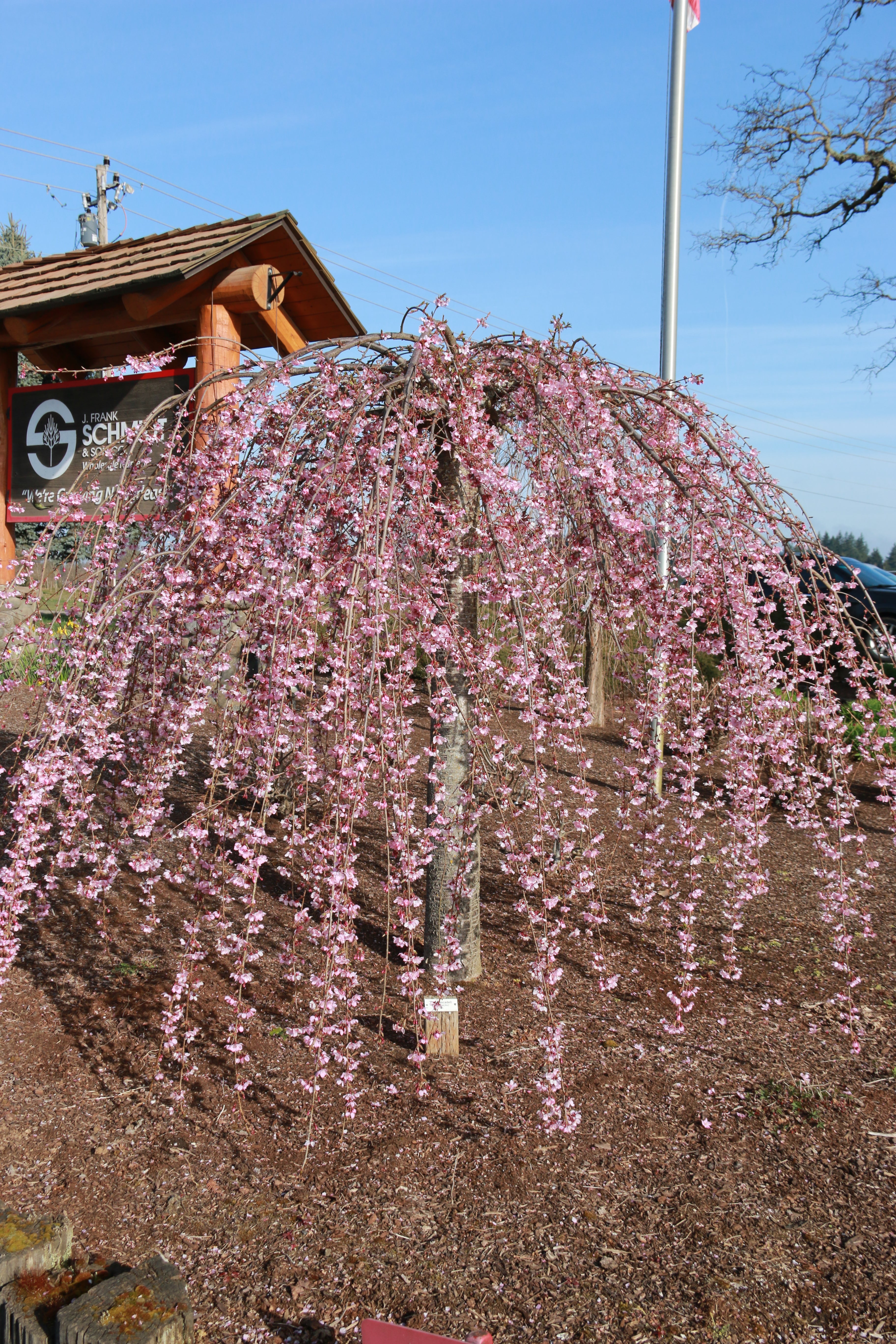 Pink Cascade® Cherry