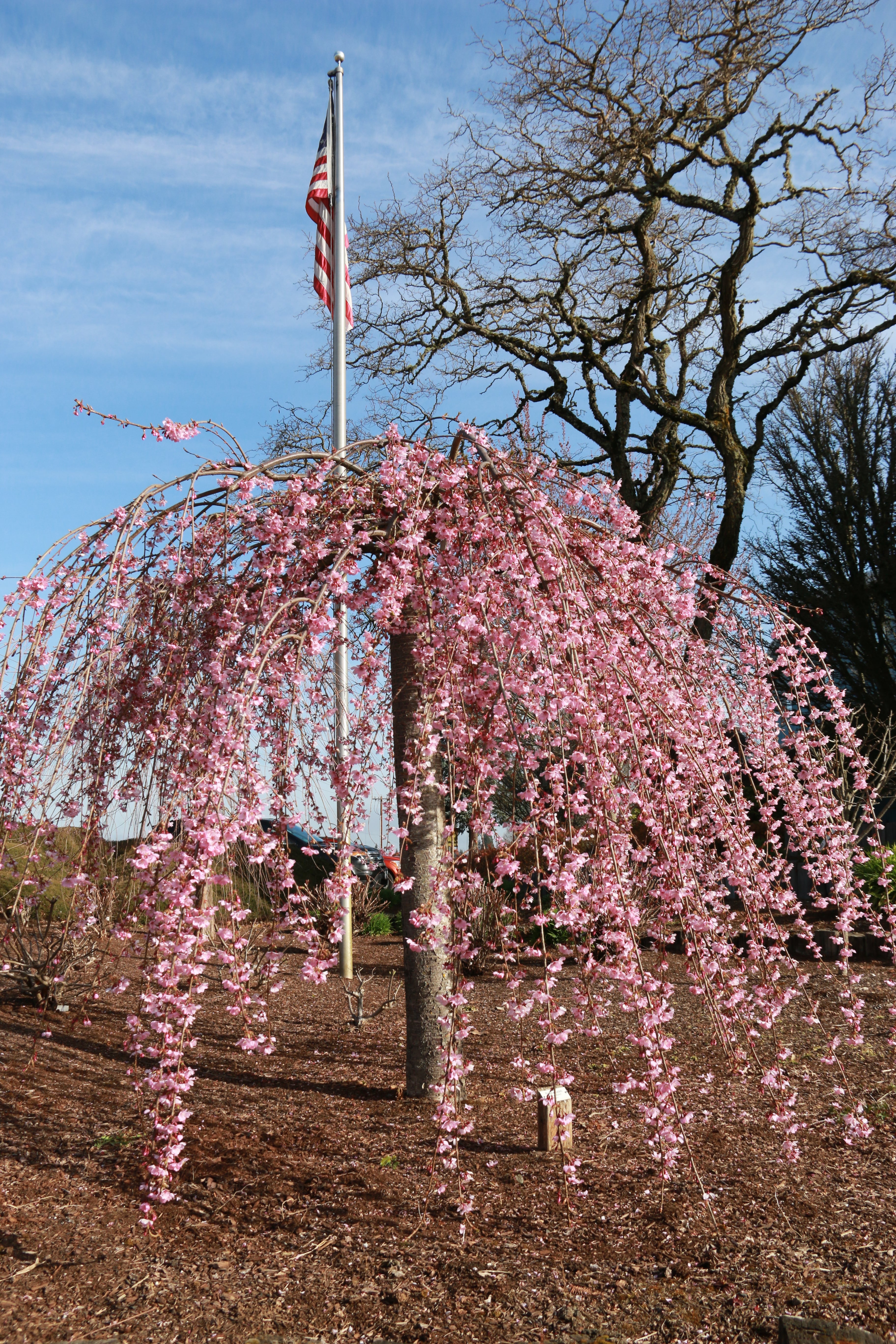 Pink Cascade® Cherry