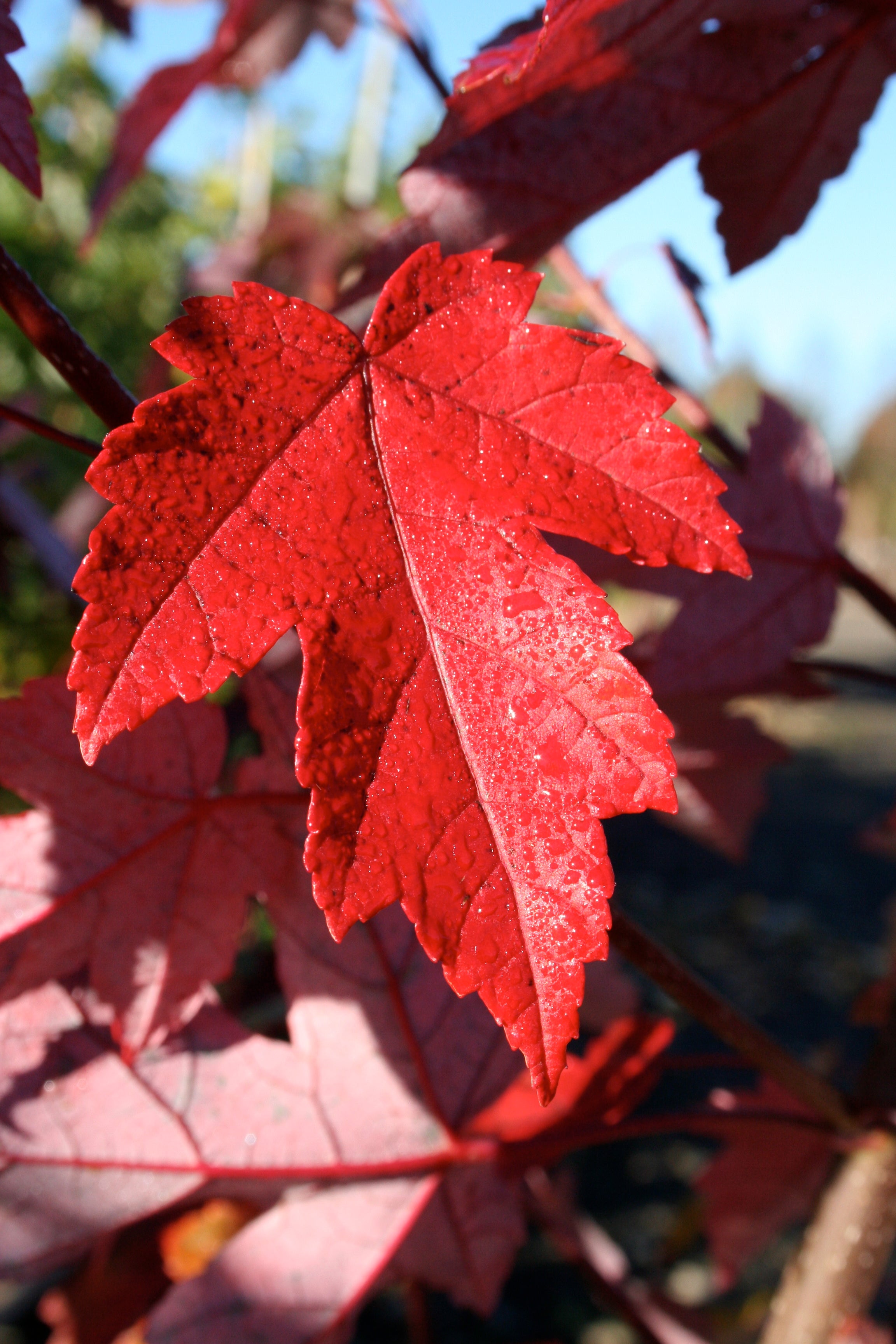 Redpointe® Maple