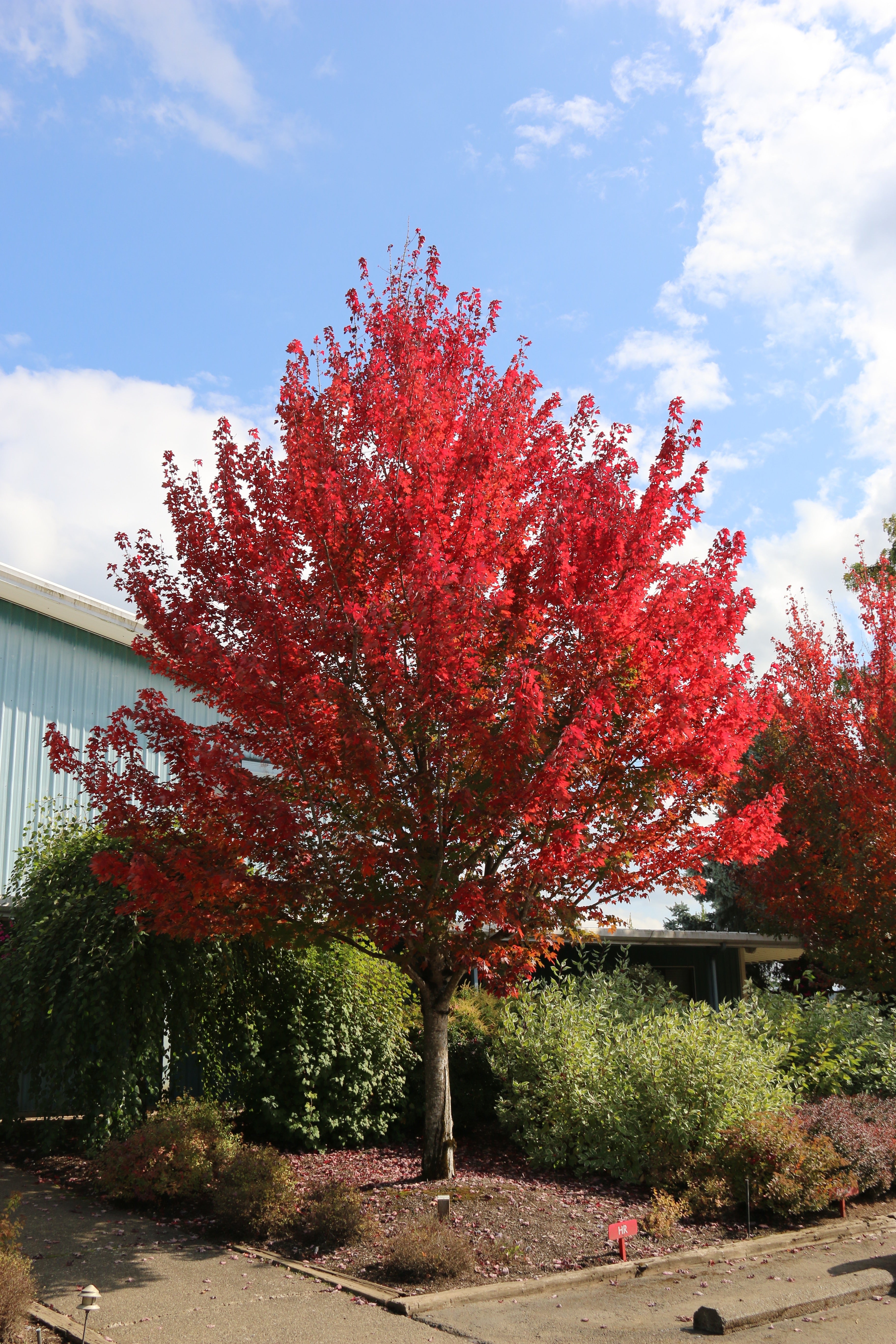 Redpointe® Maple
