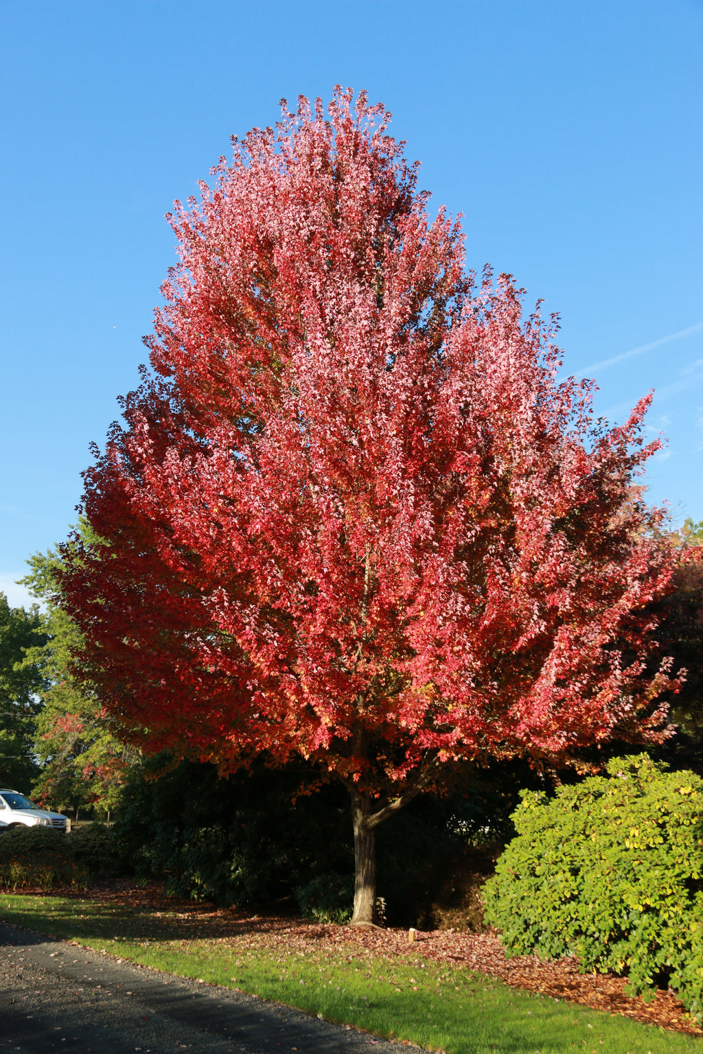 Redpointe® Maple
