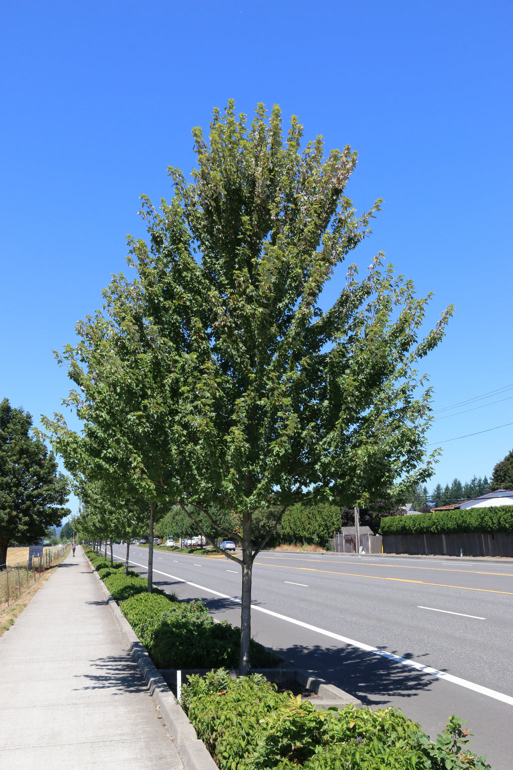 Redpointe® Maple