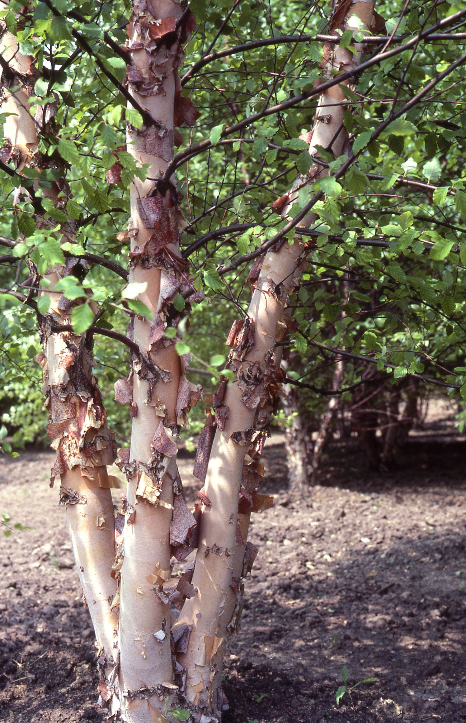 River Birch