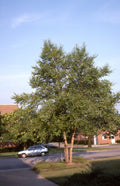 River Birch