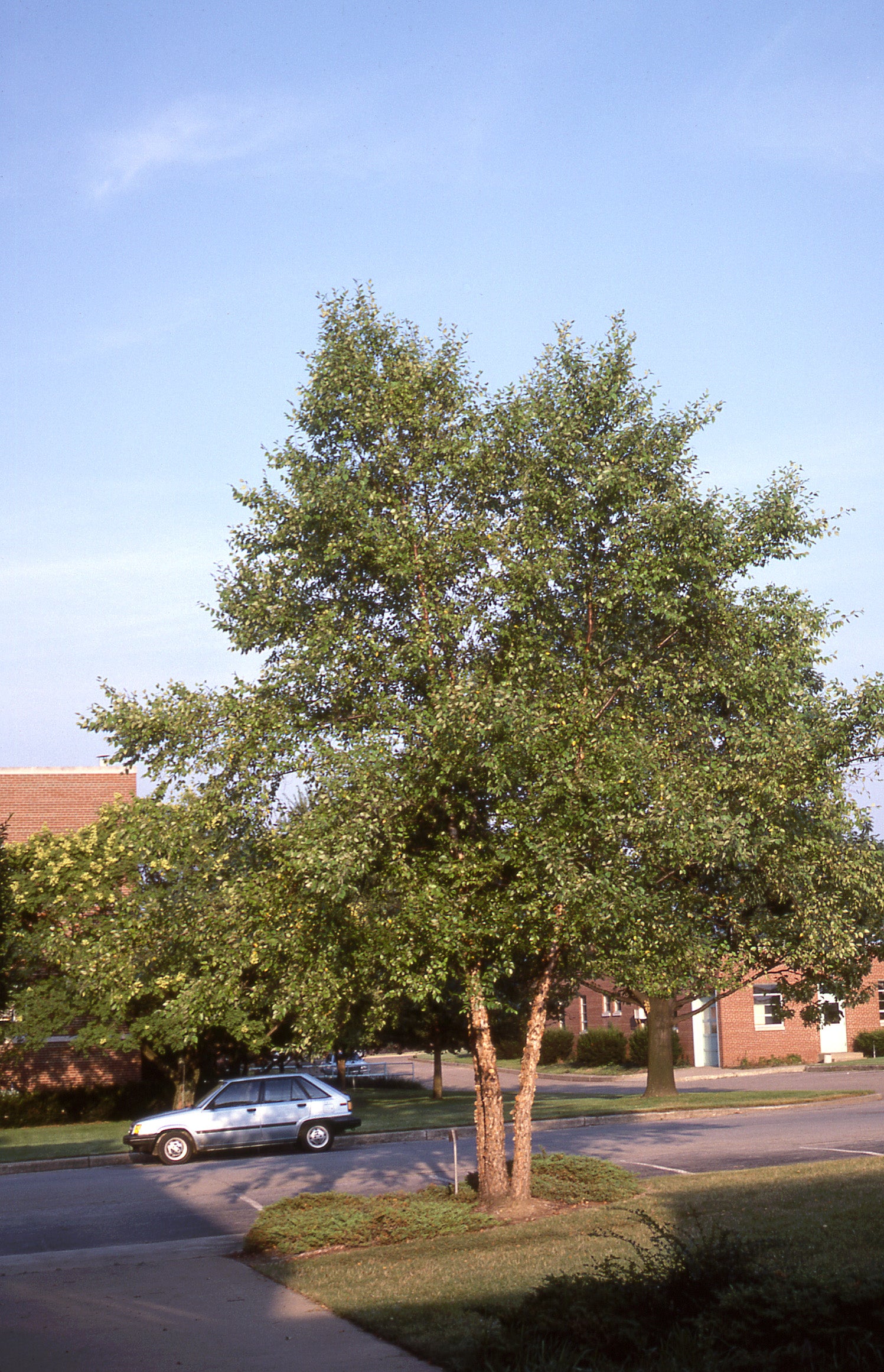 River Birch