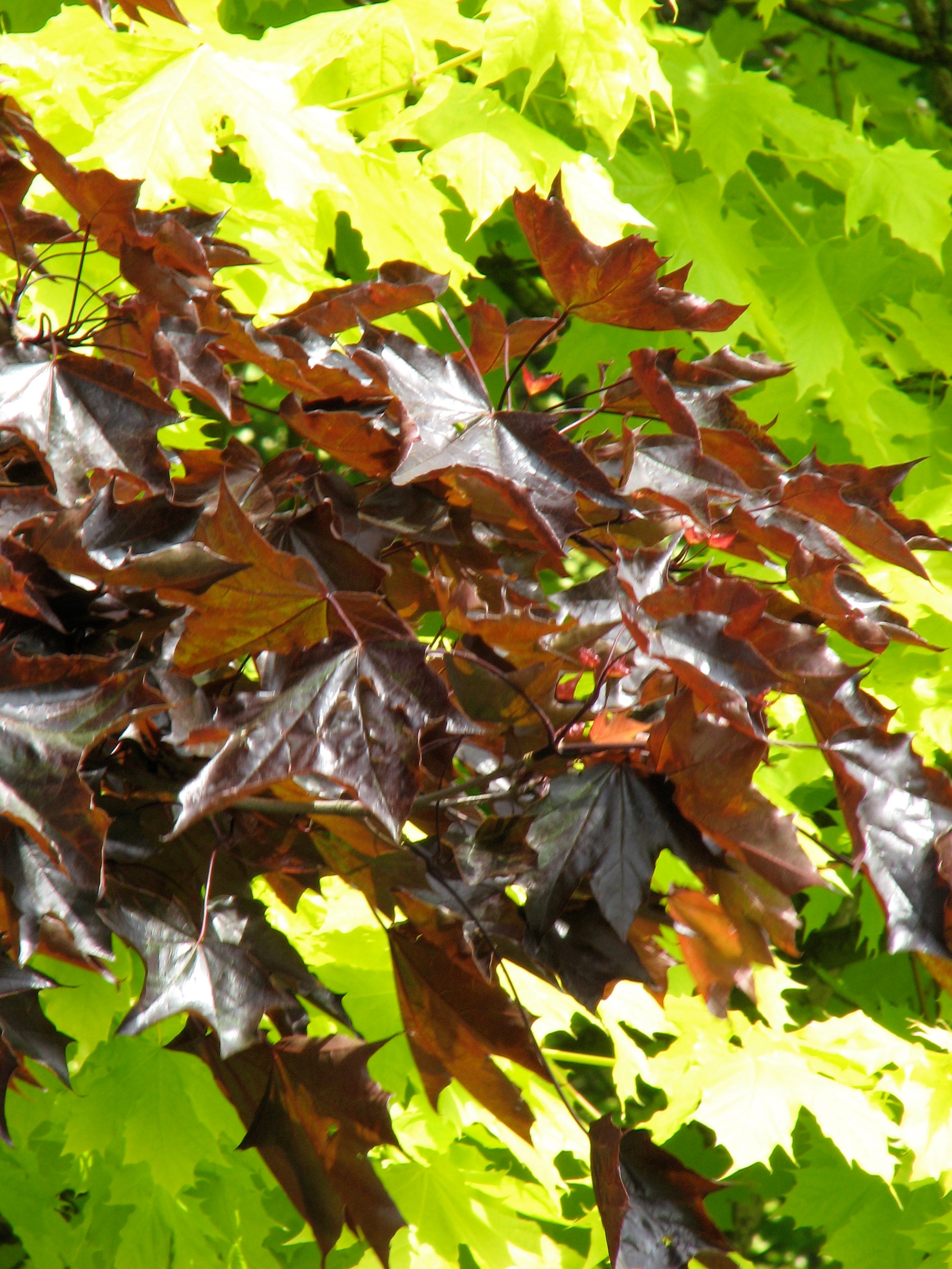 Royal Red Maple