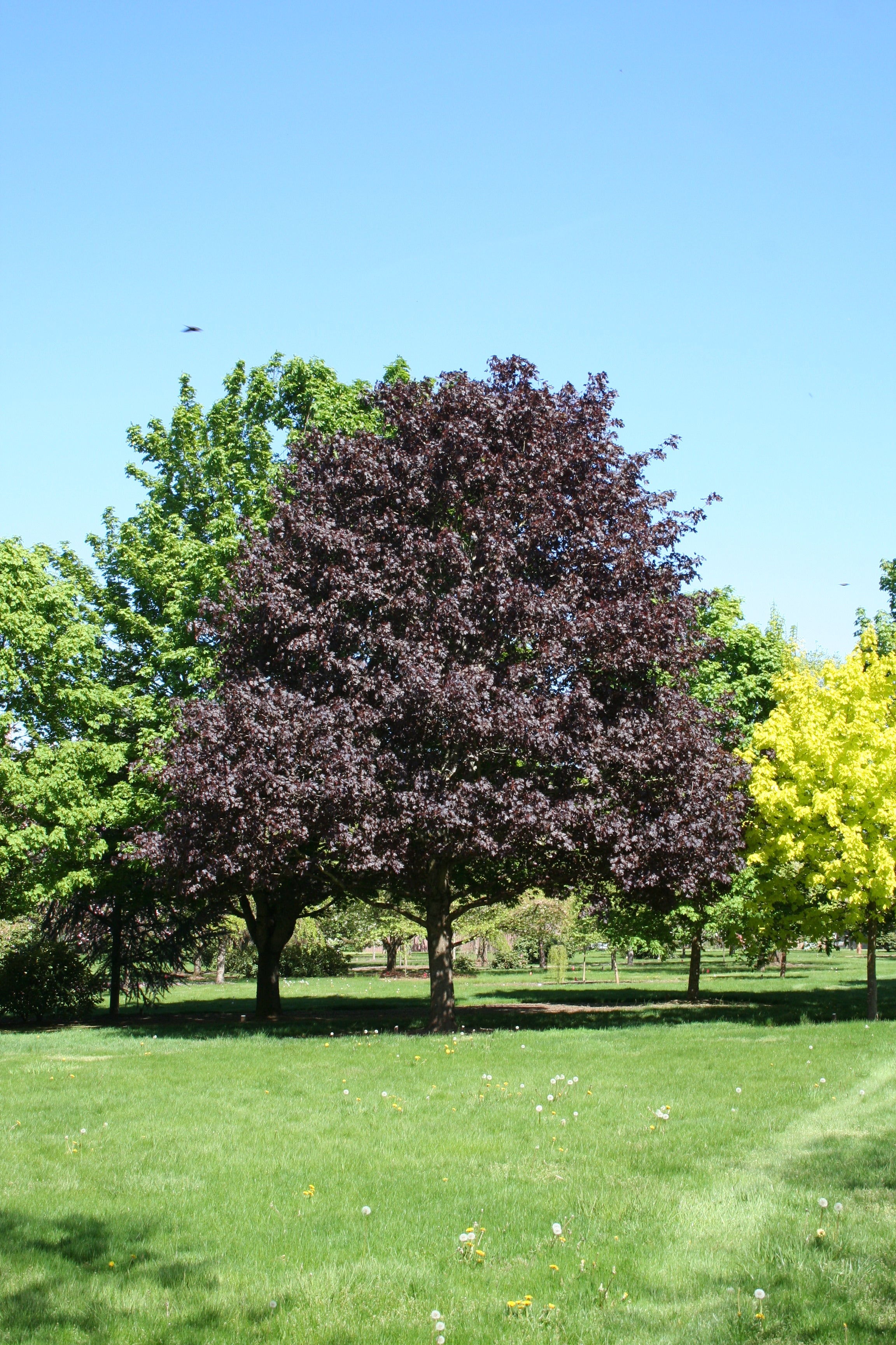 Royal Red Maple