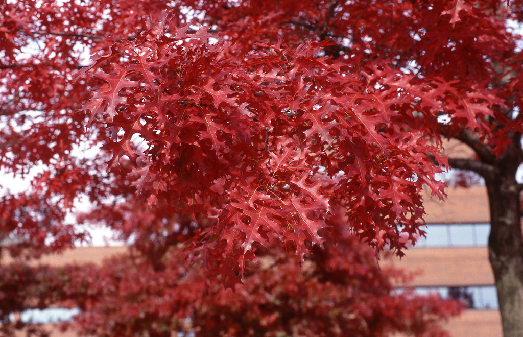 Scarlet Oak