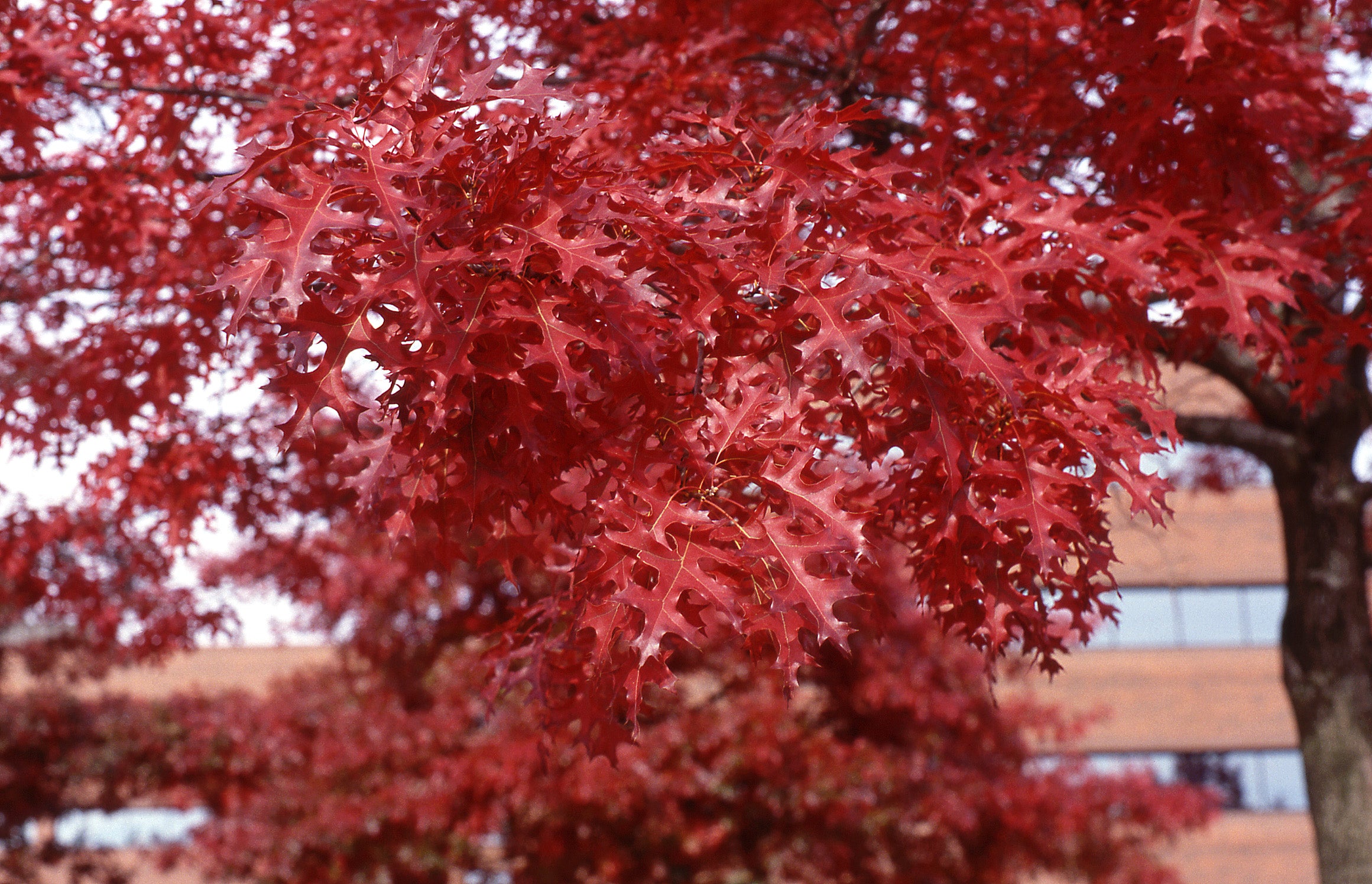 Scarlet Oak