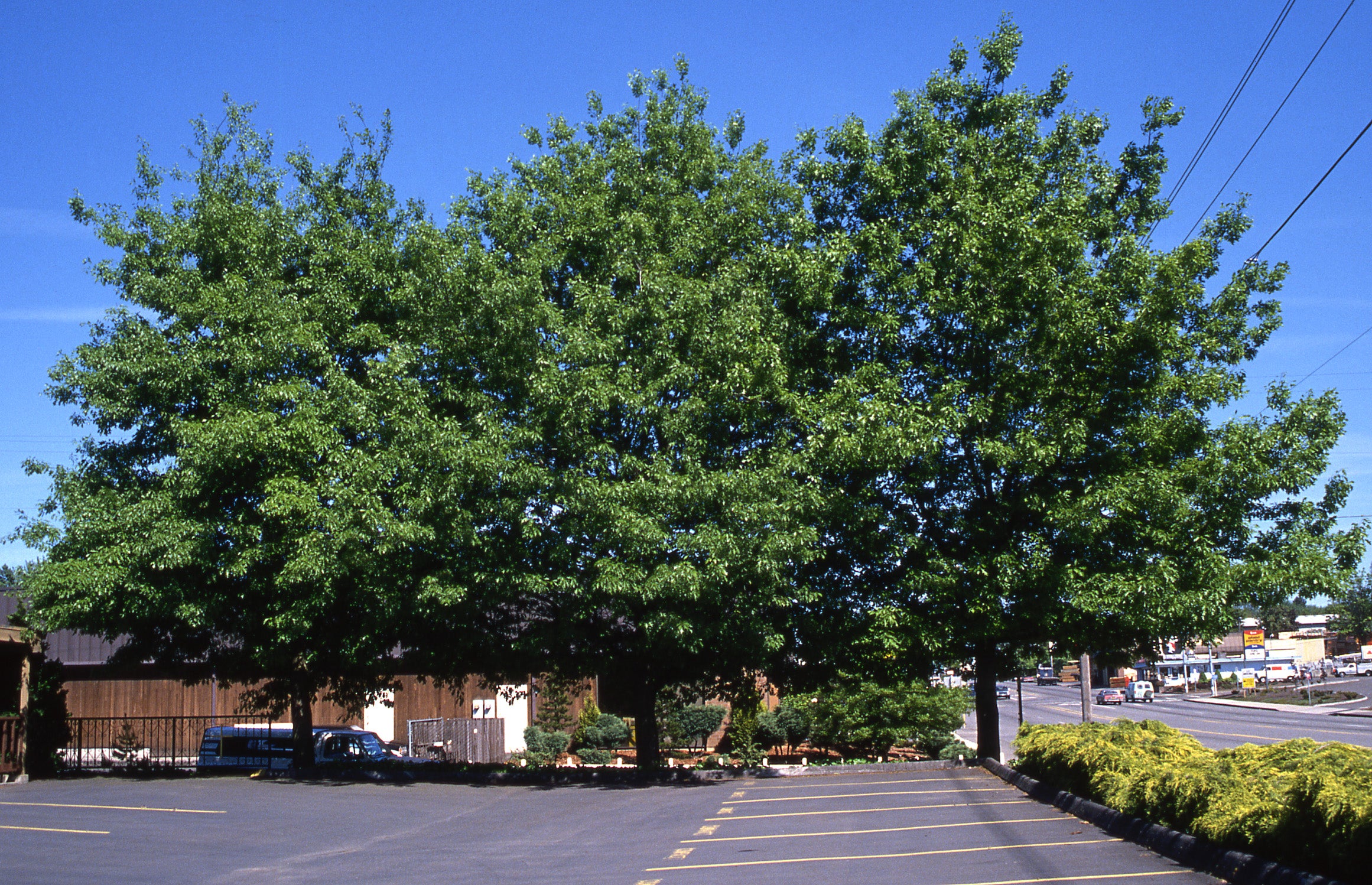 Scarlet Oak