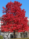 October Glory® Maple
