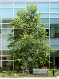 Heritage® Birch