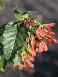Ruby Slippers Maple