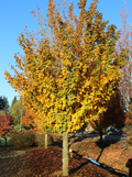 Metro Gold® Maple
