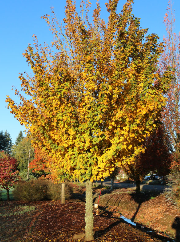 Metro Gold® Maple