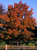 Red Oak