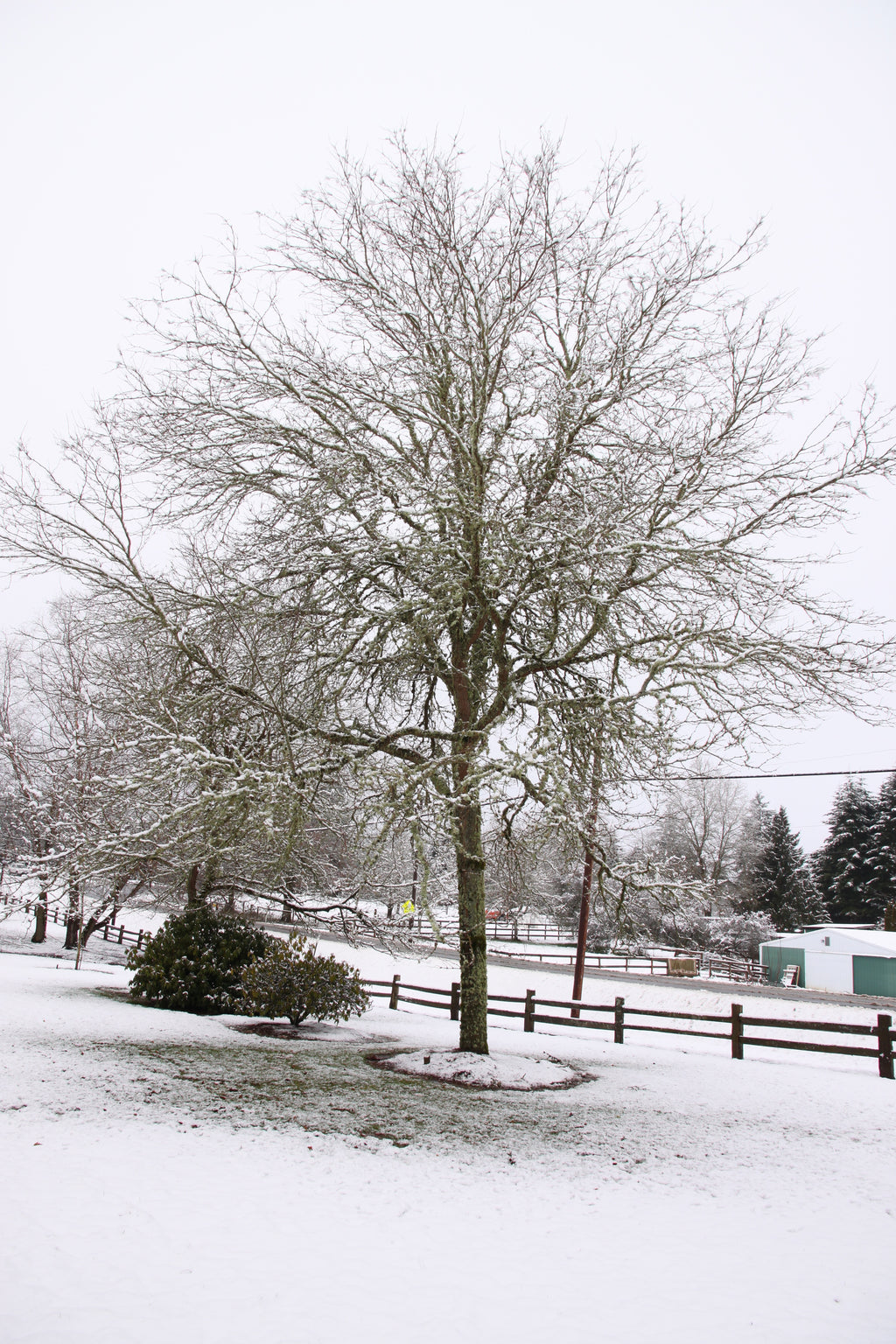 Skyline® Honeylocust