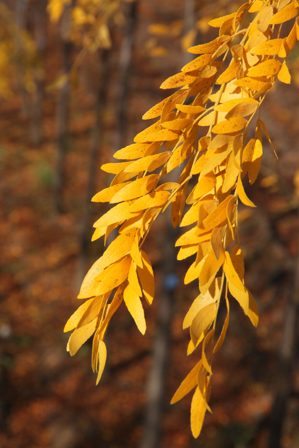 Skyline® Honeylocust