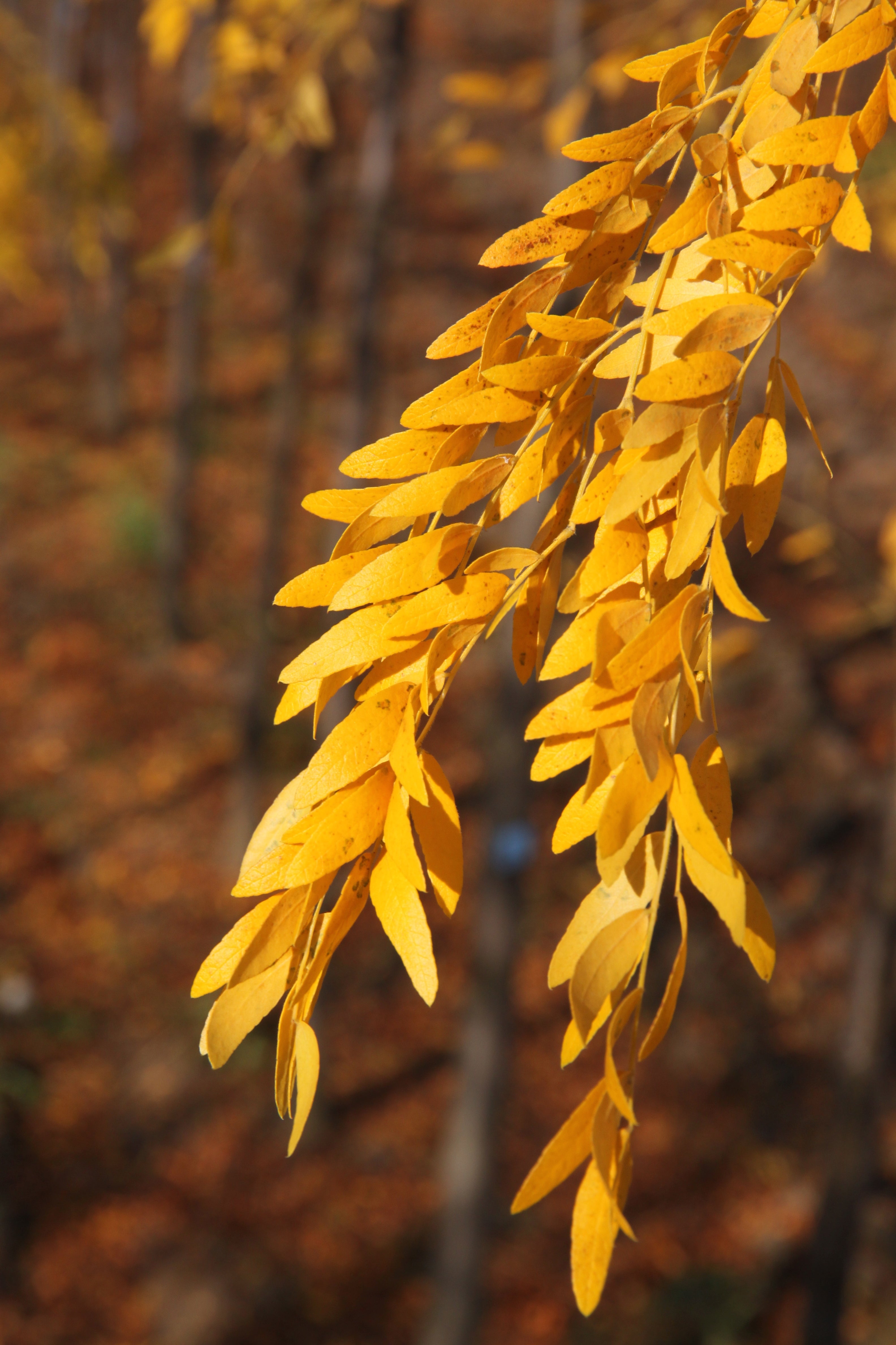 Skyline® Honeylocust