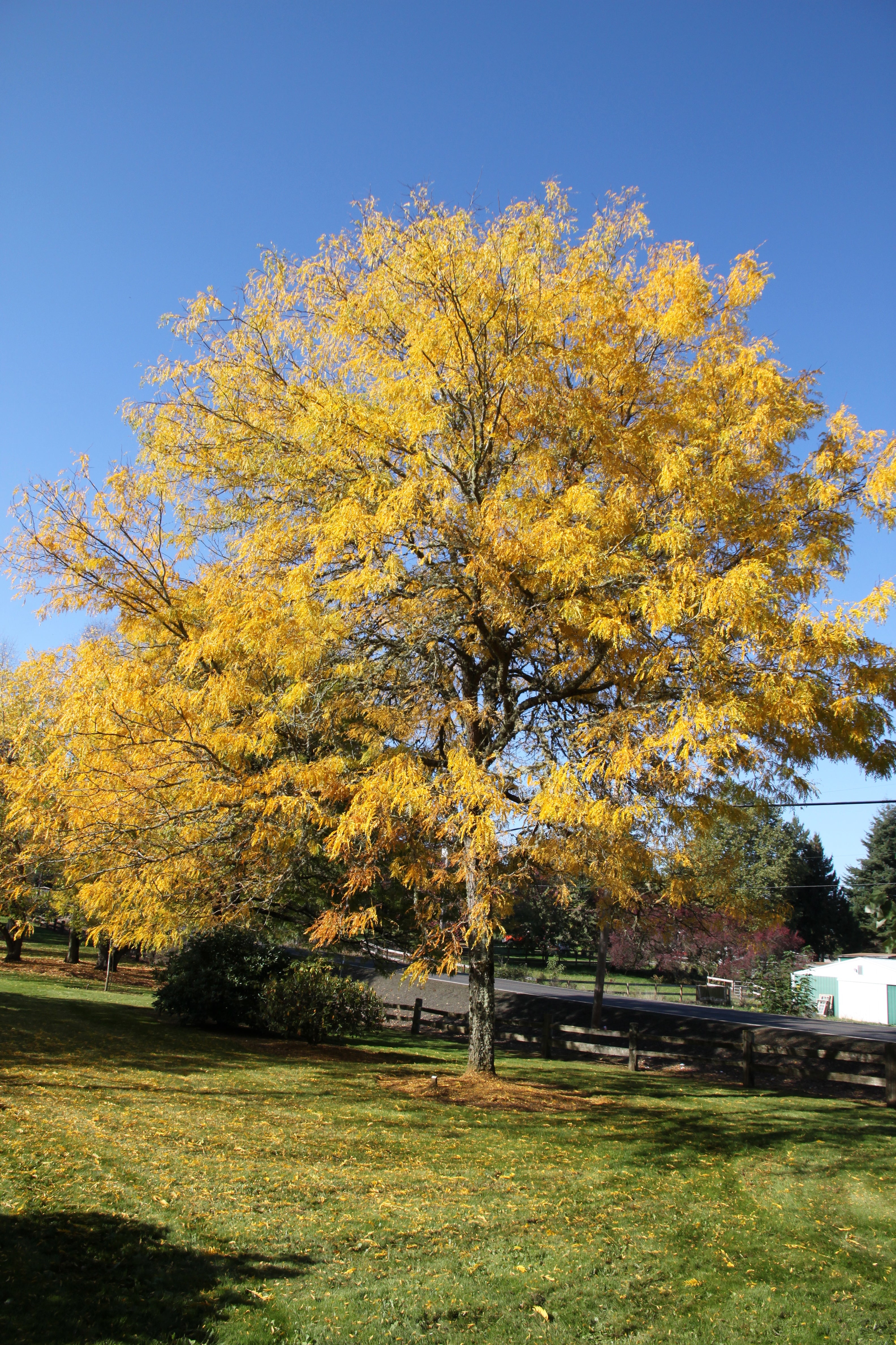 Skyline® Honeylocust