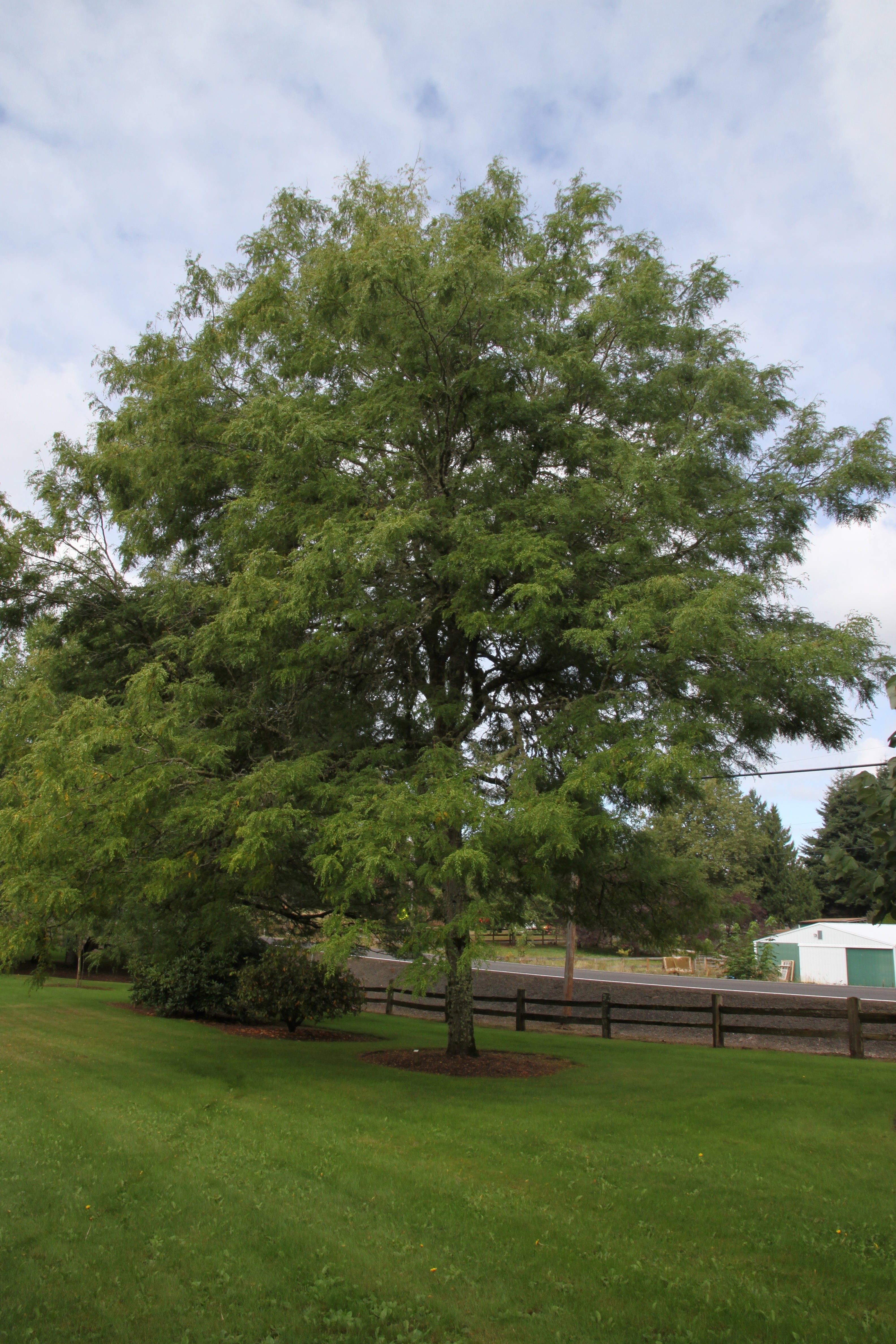 Skyline® Honeylocust