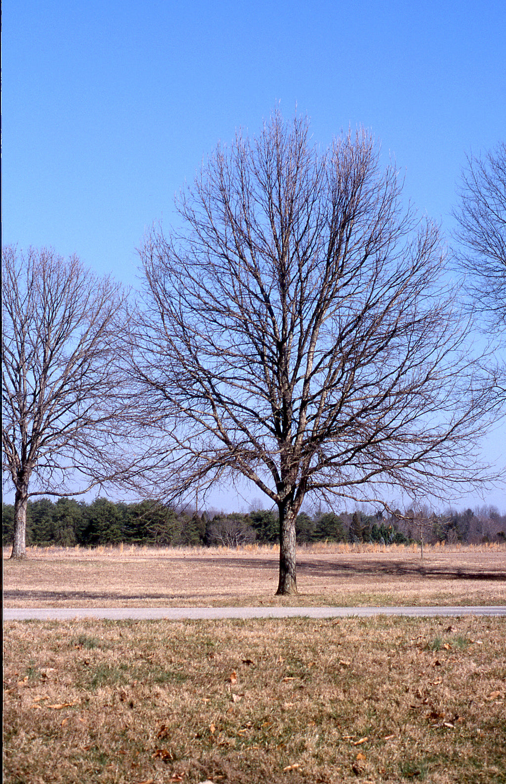 Swamp White Oak