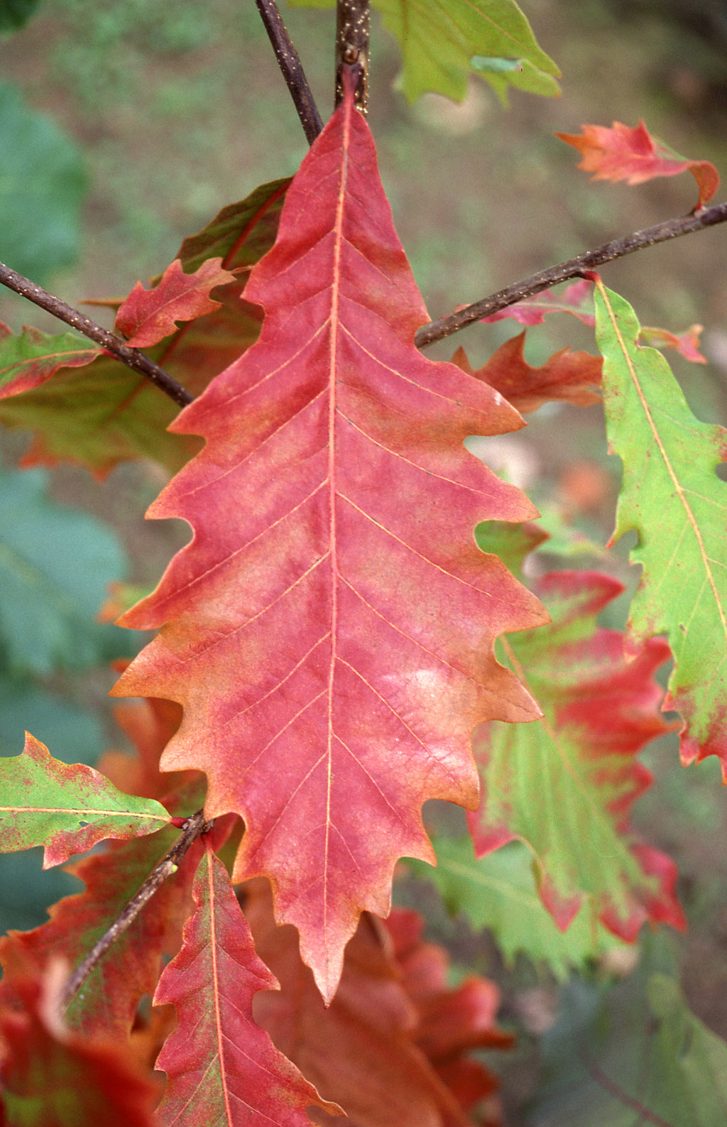 Swamp White Oak