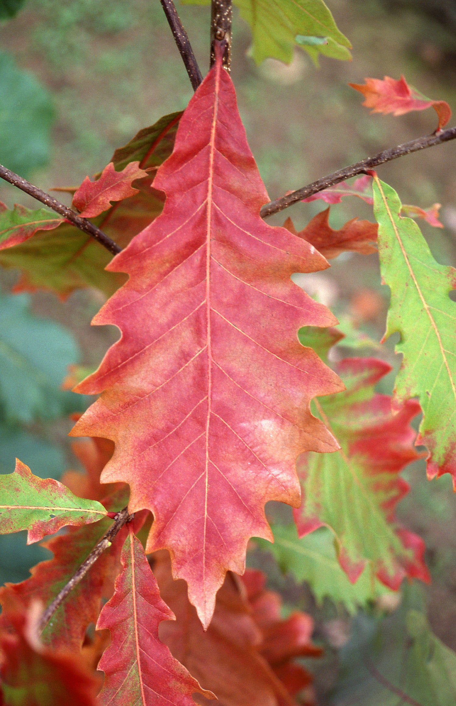 Swamp White Oak