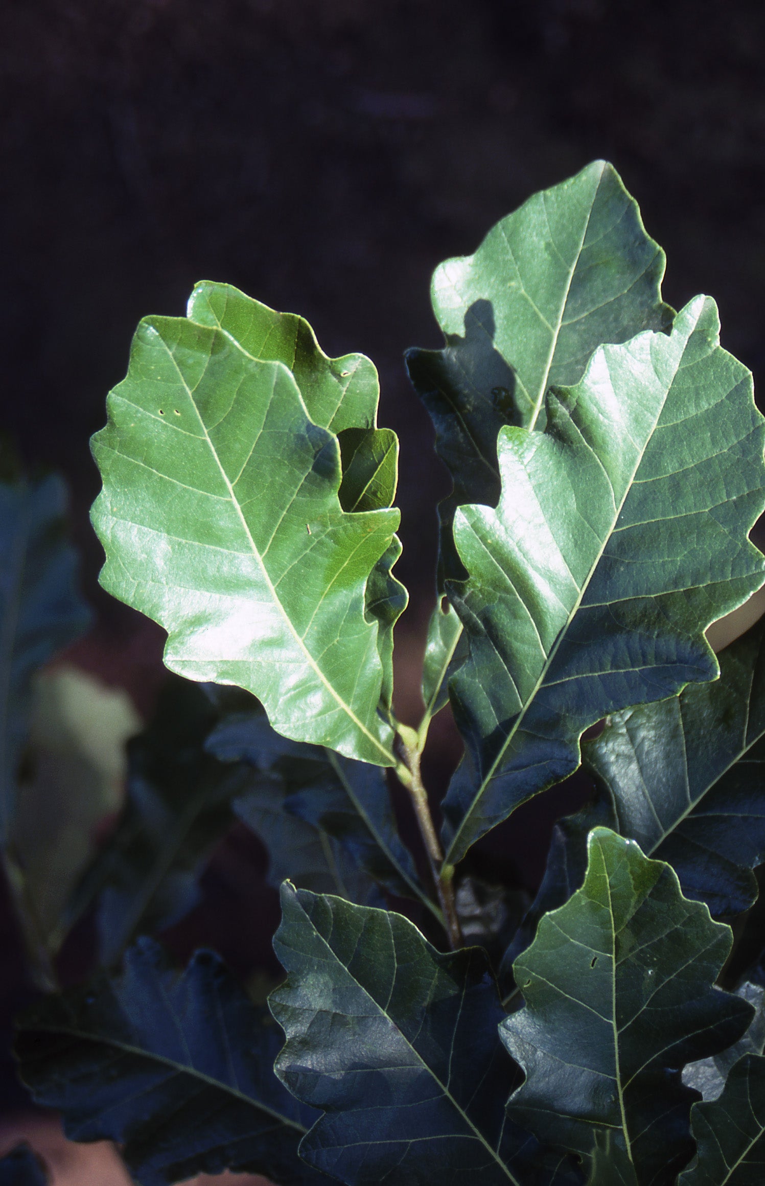 Swamp White Oak