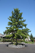 Swamp White Oak