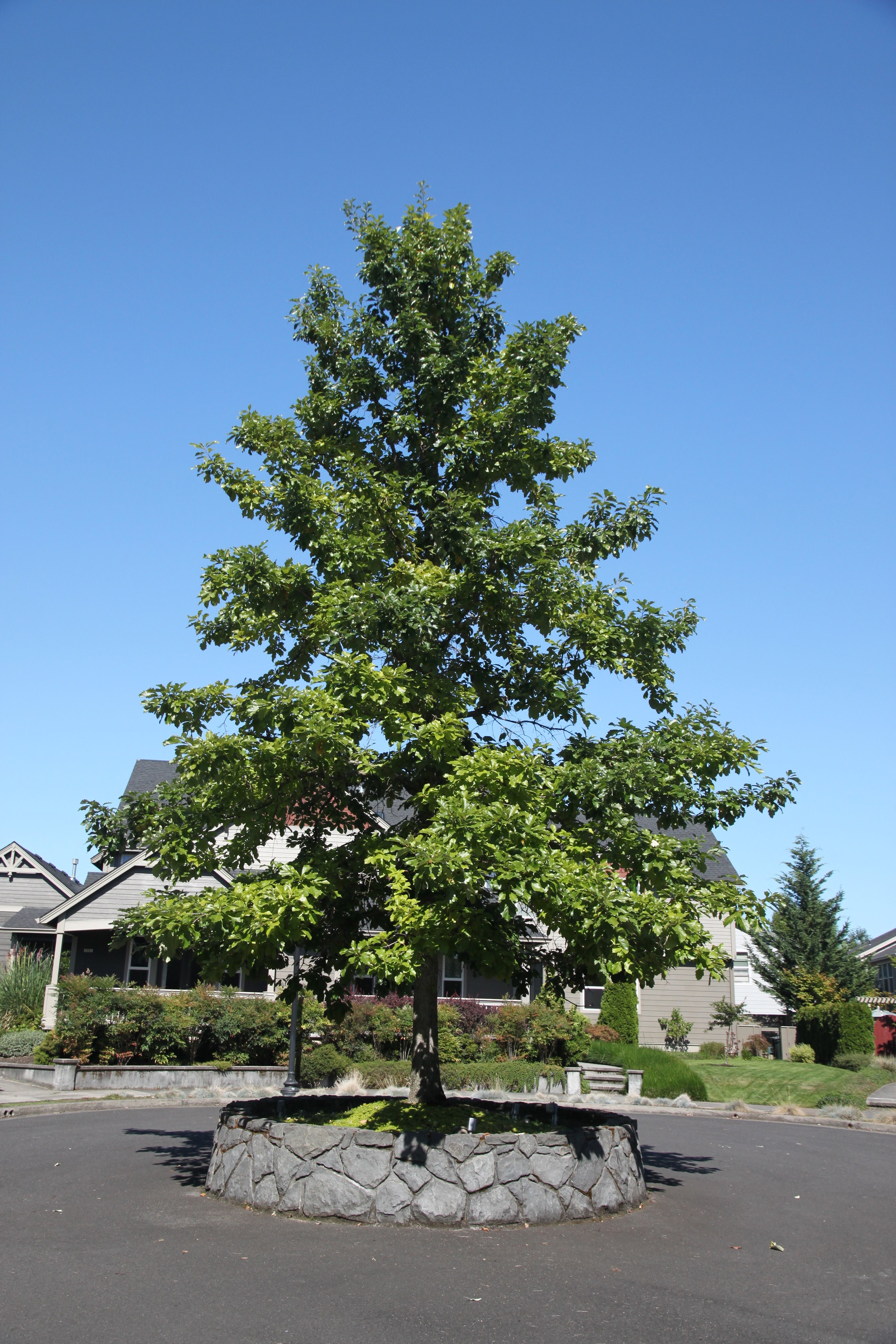 Swamp White Oak