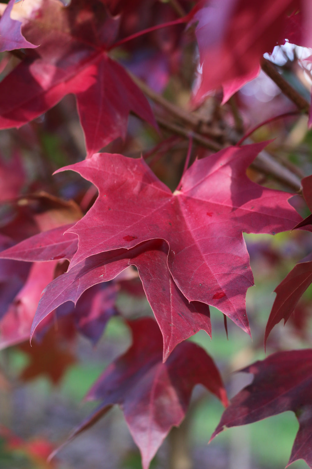 Urban Sunset® Maple