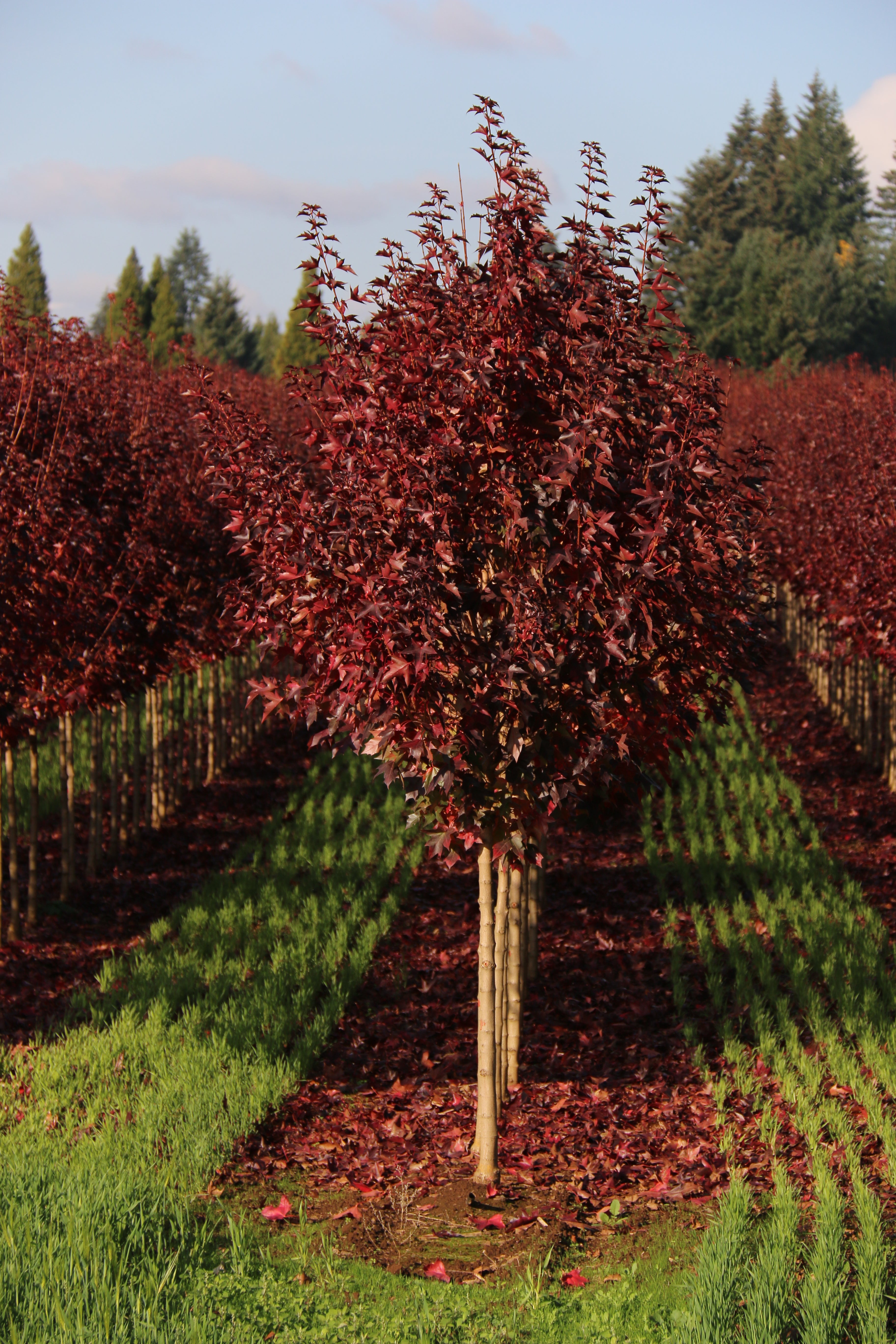 Urban Sunset® Maple