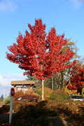 Urban Sunset® Maple
