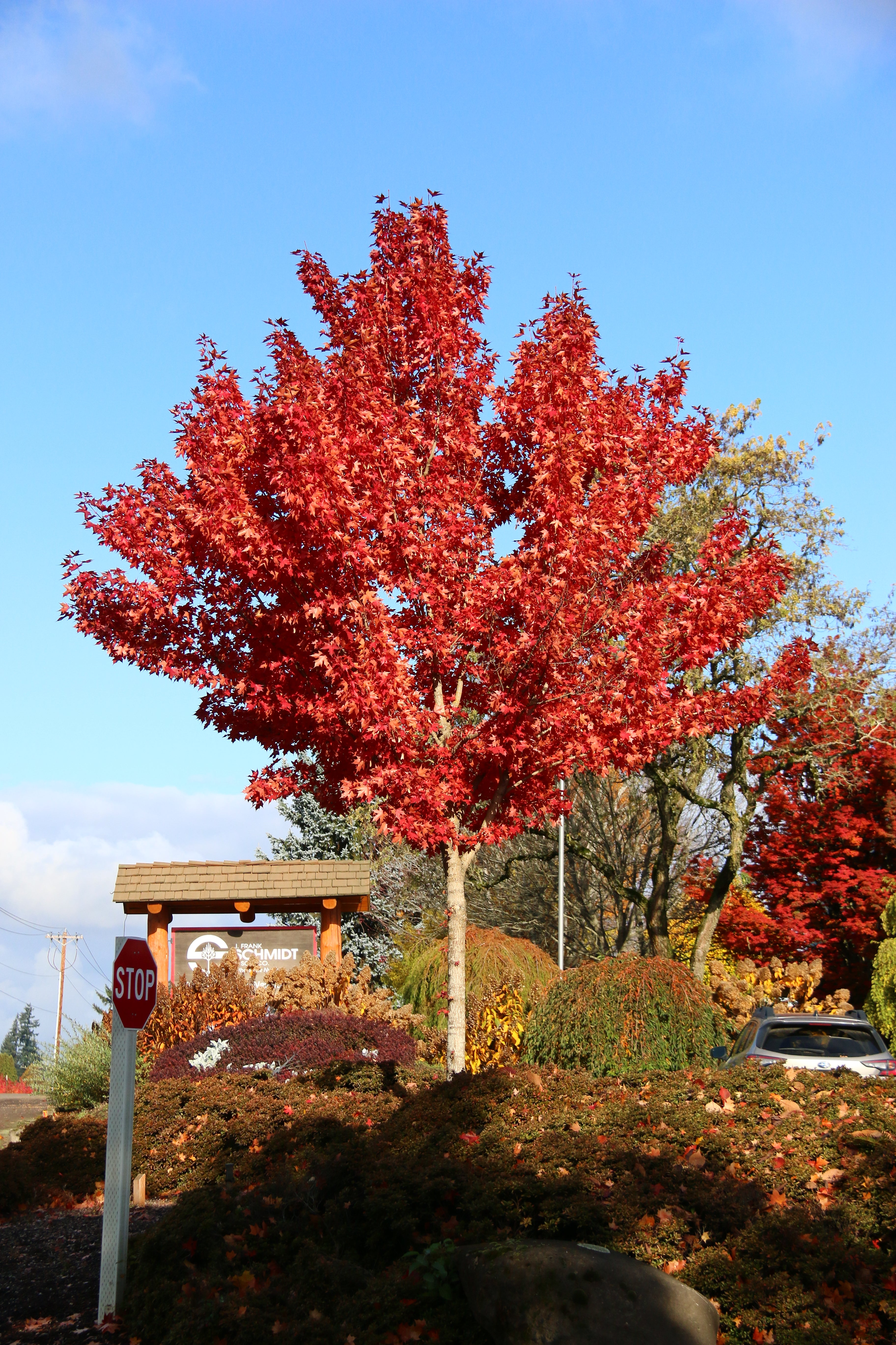 Urban Sunset® Maple