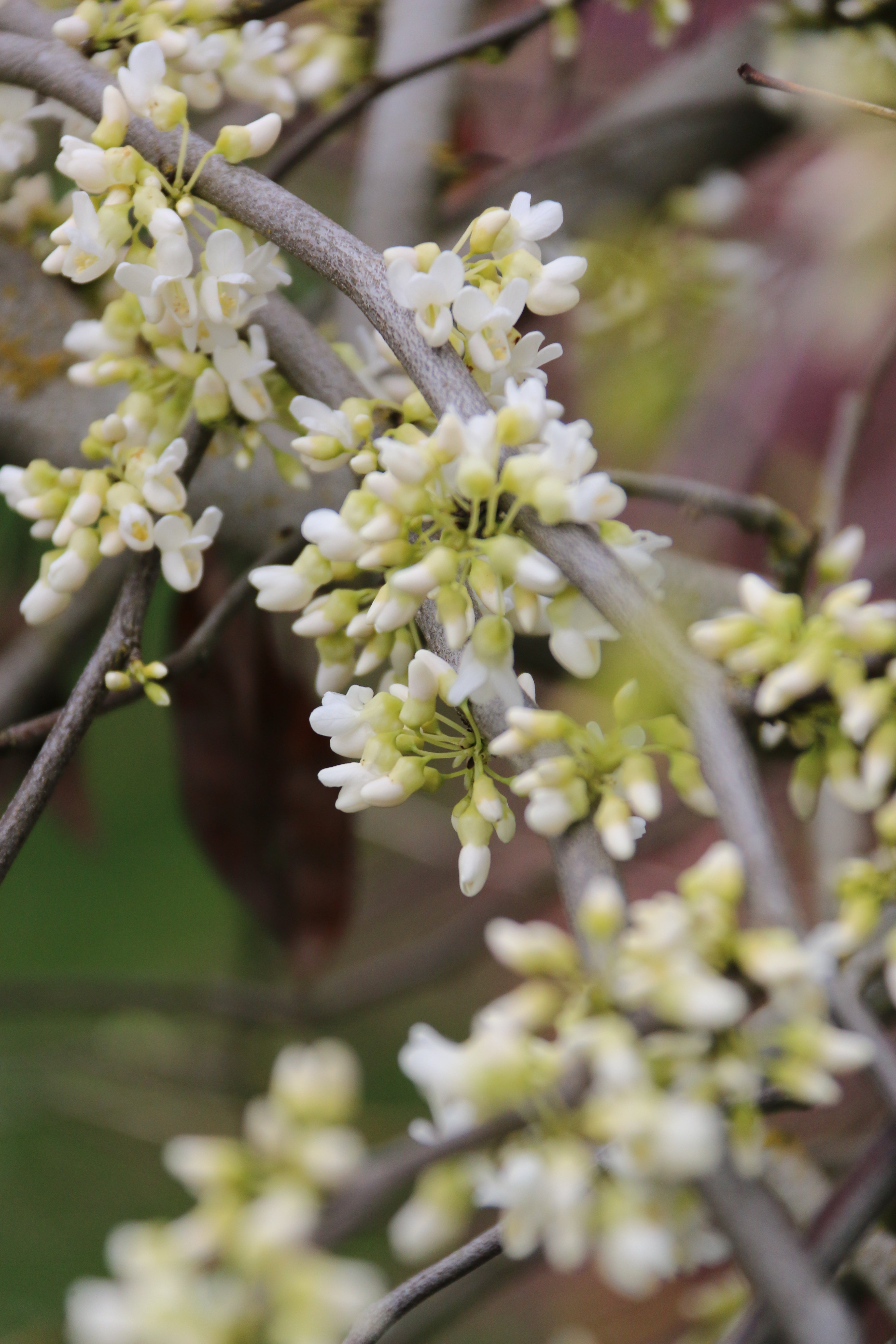 Vanilla Twist Redbud