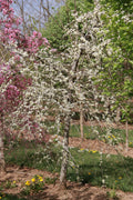 Vanilla Twist Redbud