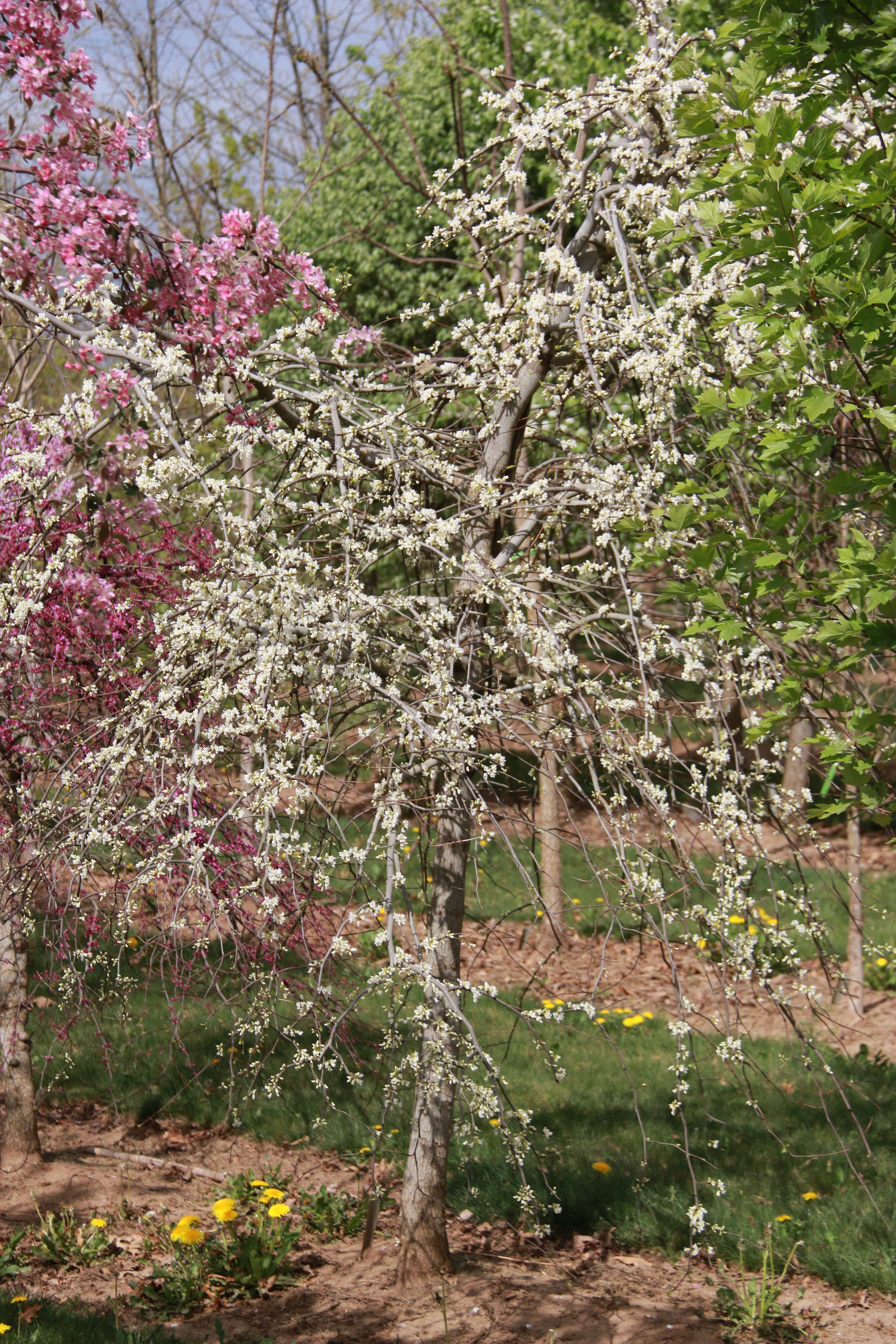Vanilla Twist Redbud