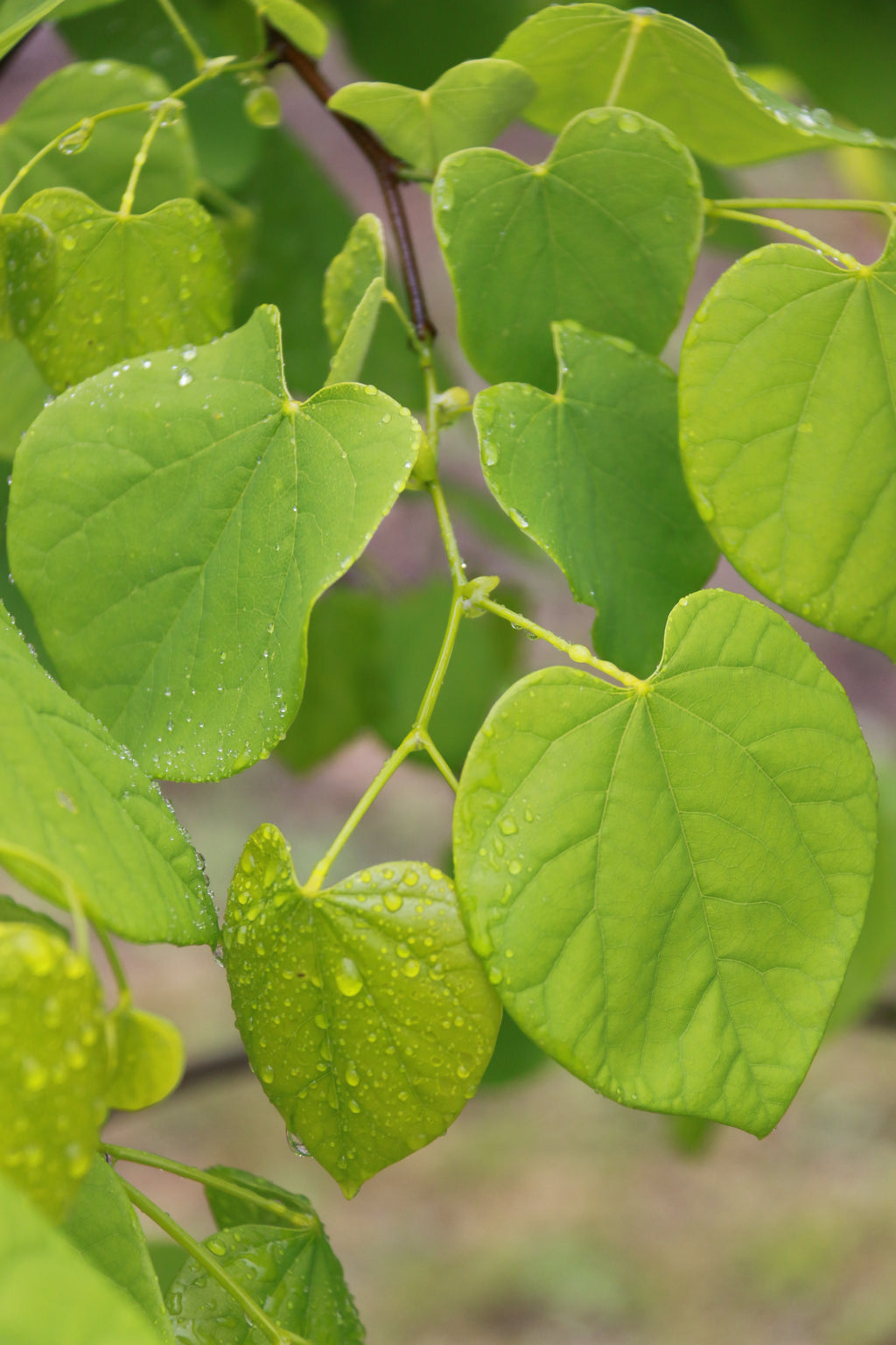 Vanilla Twist Redbud