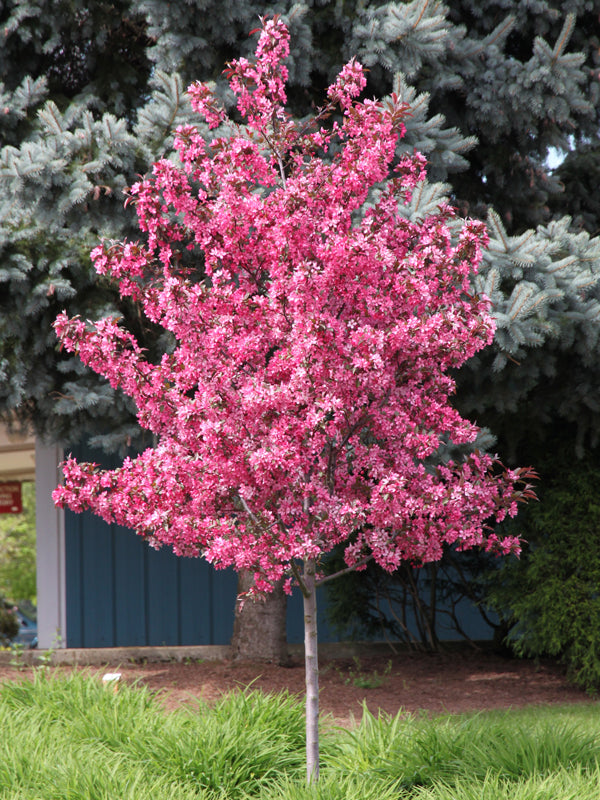Royal Raindrops® Crabapple